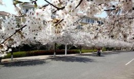 樱花校园最新爆料,最新爆料带你走进校园风云